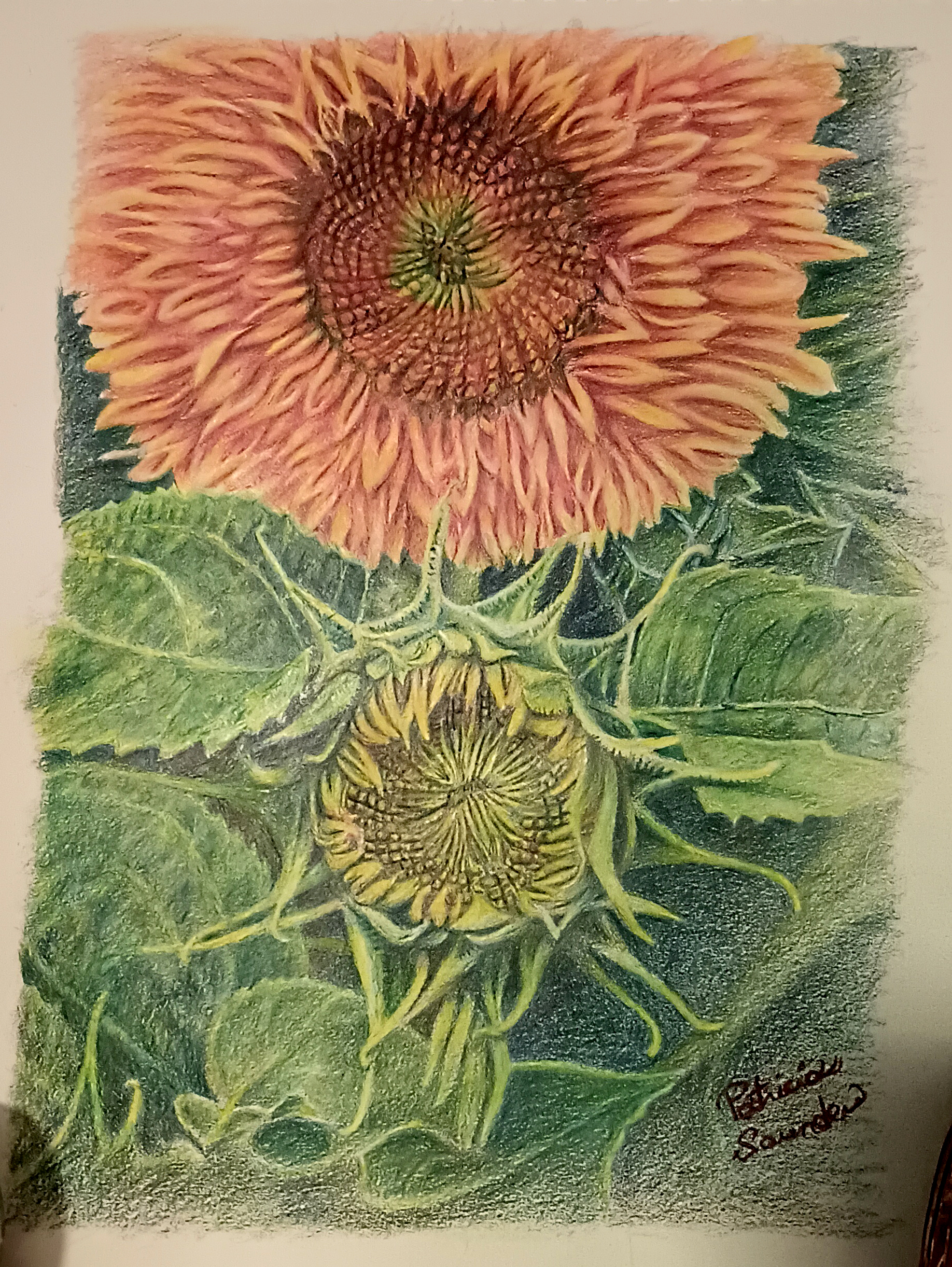 Teddy Bear Sunflowers